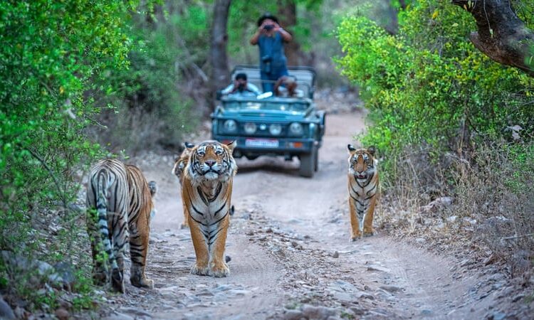 RANTHAMBORE NATIONAL PARK